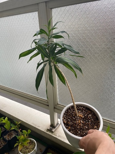 子株付き　ドラセナ・ソングオブジャマイカ 観葉植物の写真2枚目