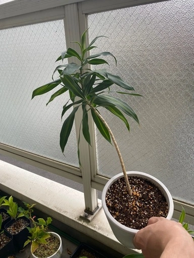 子株付き ドラセナ・ソングオブジャマイカ 観葉植物の写真2枚目