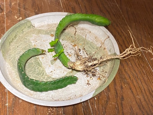 ユーフォルビア ステラータ 飛竜の写真2枚目
