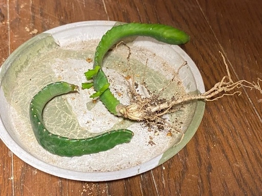 ユーフォルビア ステラータ 飛竜の写真2枚目