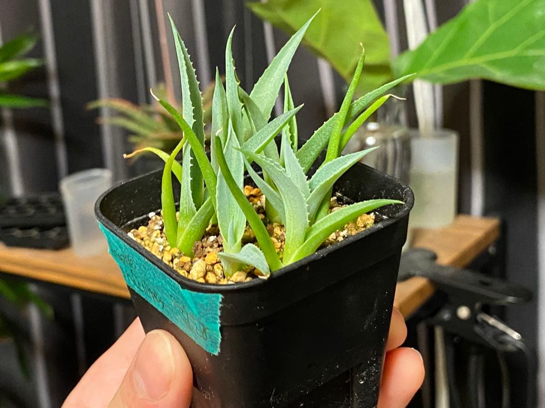 アガベ グラシリペス6個 観葉植物 多肉植物