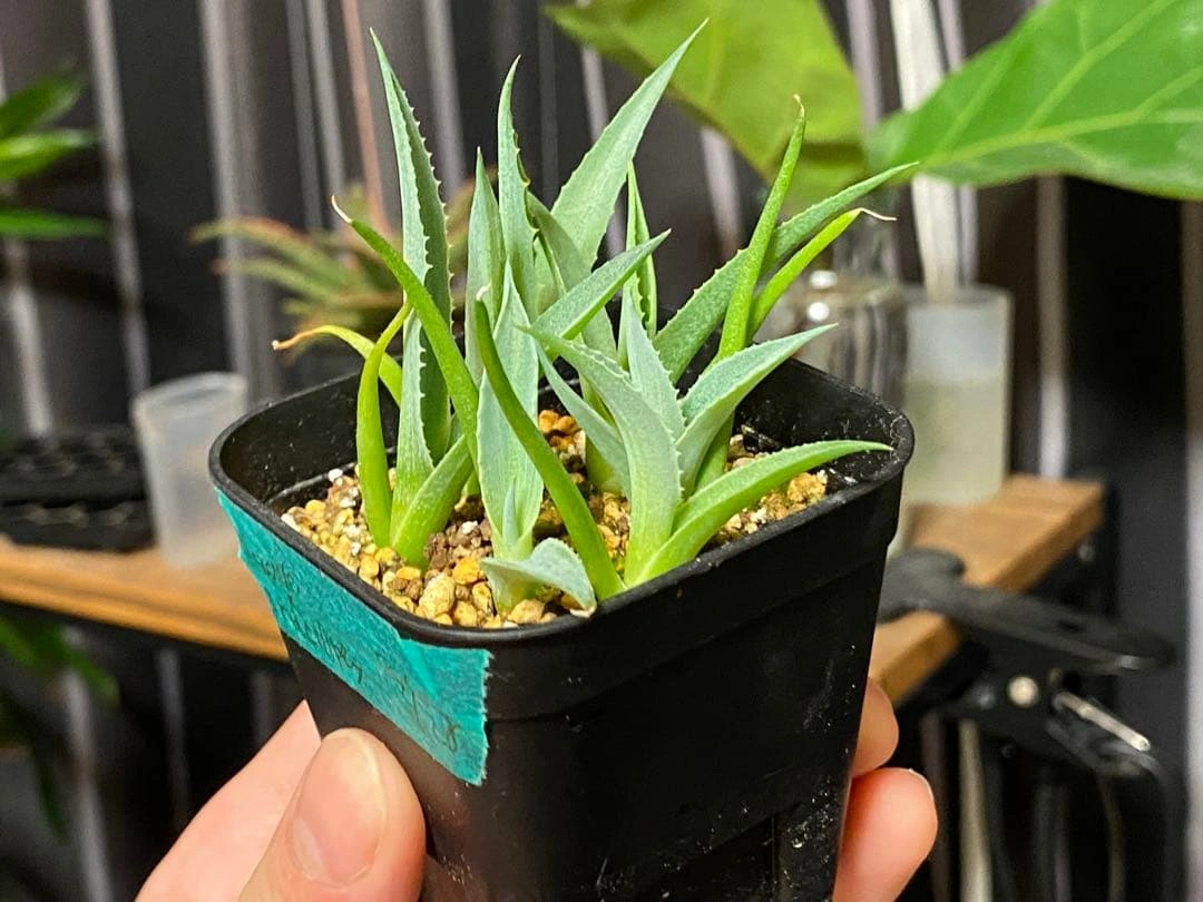 アガベ グラシリペス6個 観葉植物 多肉植物