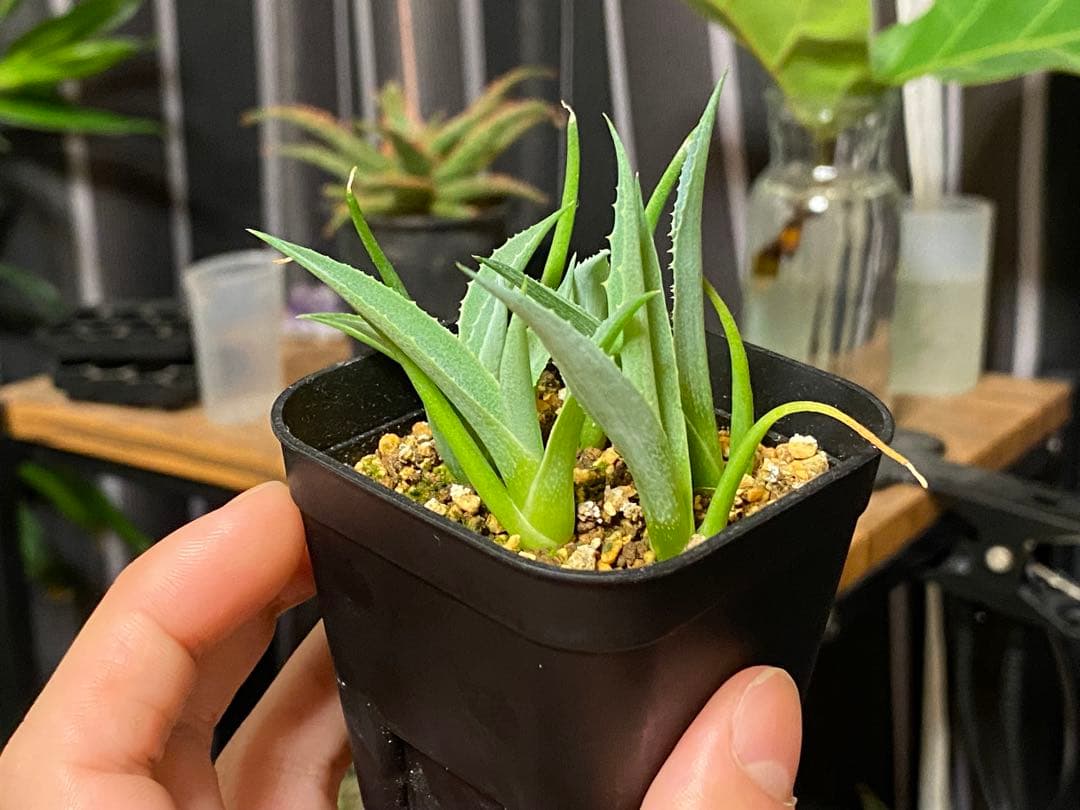 アガベ グラシリペス6個 観葉植物 多肉植物の写真2枚目