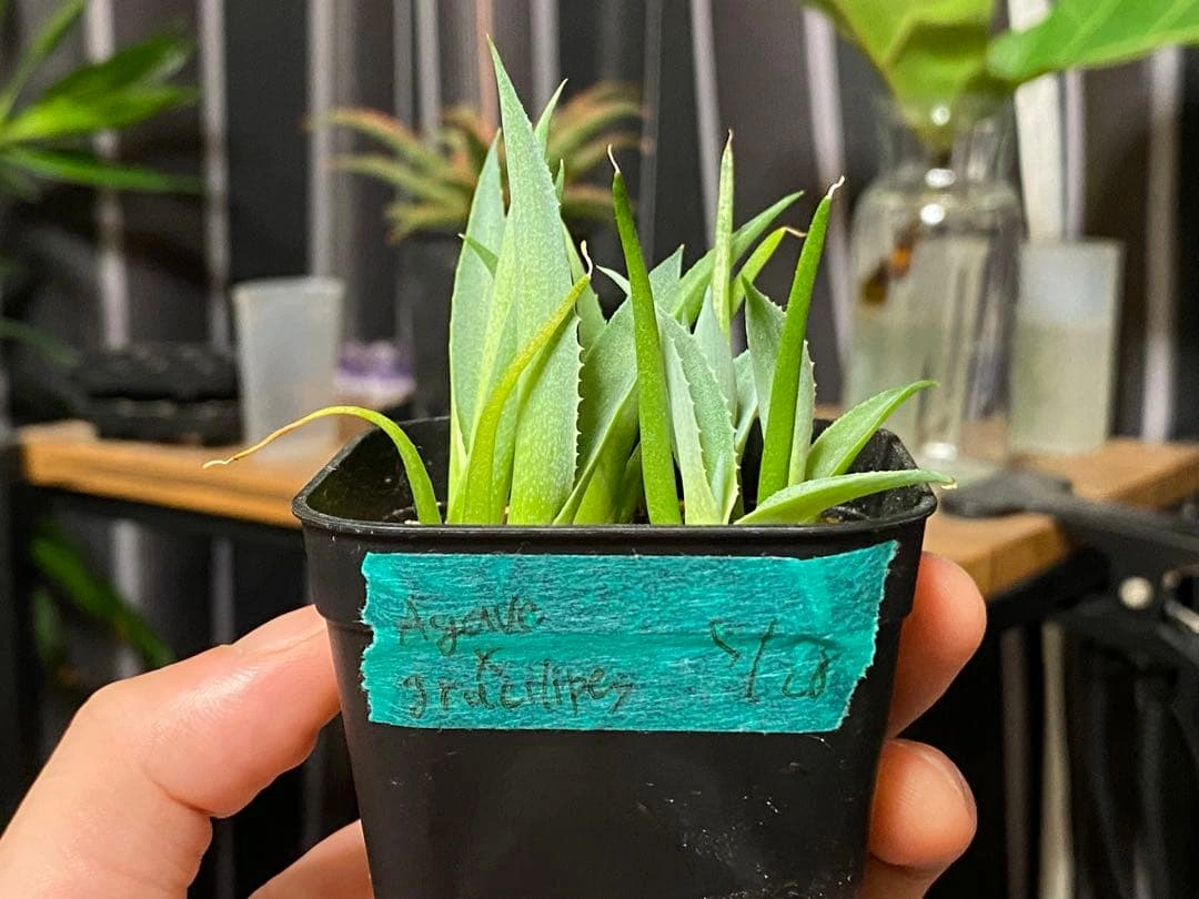 アガベ グラシリペス6個 観葉植物 多肉植物の写真3枚目