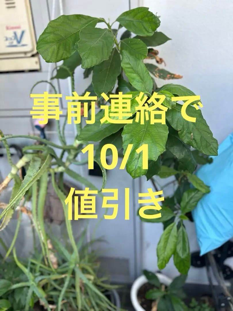 1.35m アボカド 苗木 果樹 観葉植物