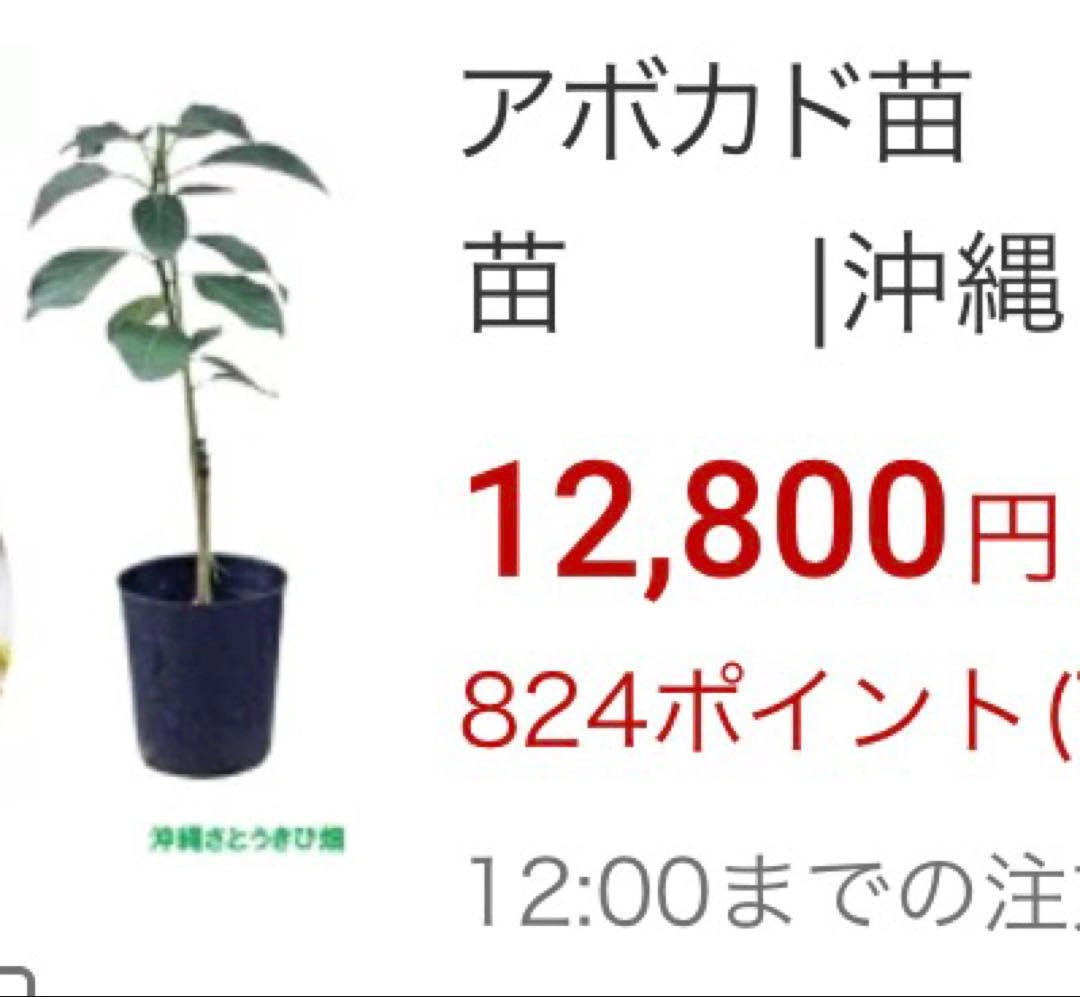 1.35m アボカド 苗木 果樹 観葉植物の写真2枚目