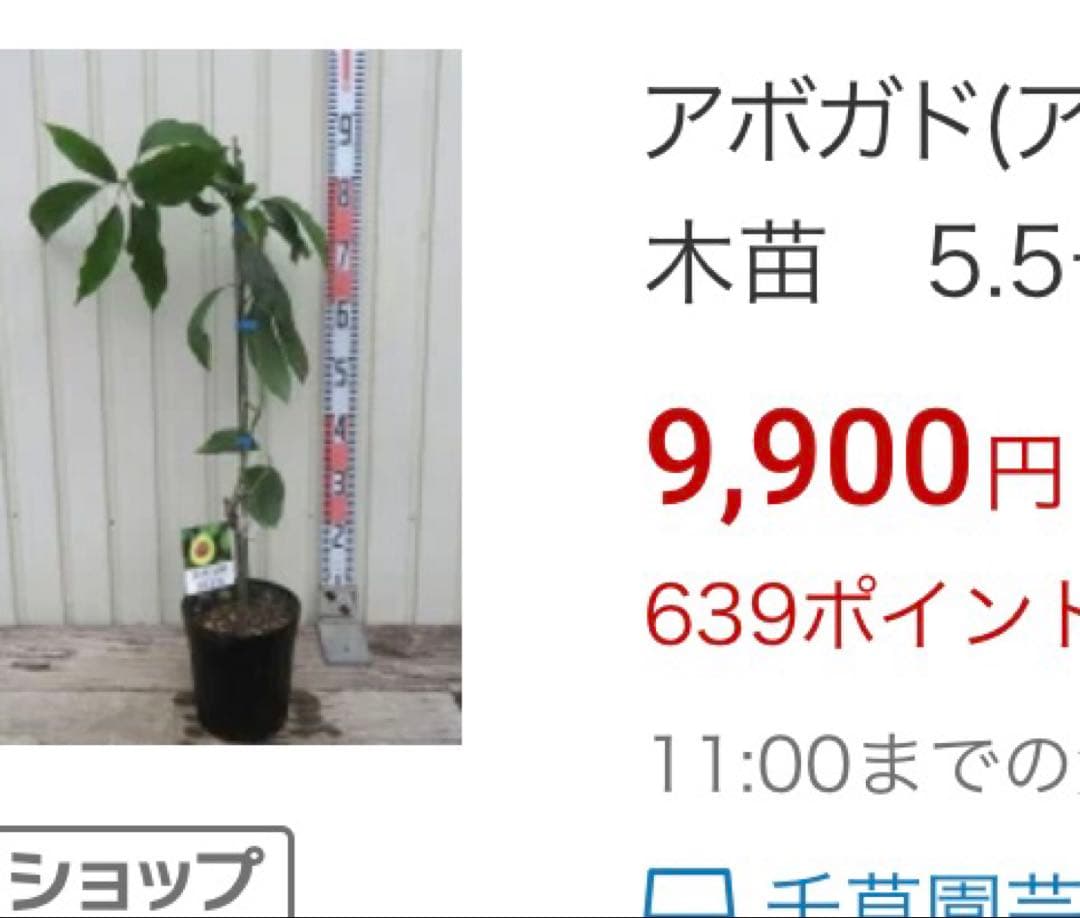 1.35m アボカド 苗木 果樹 観葉植物の写真3枚目