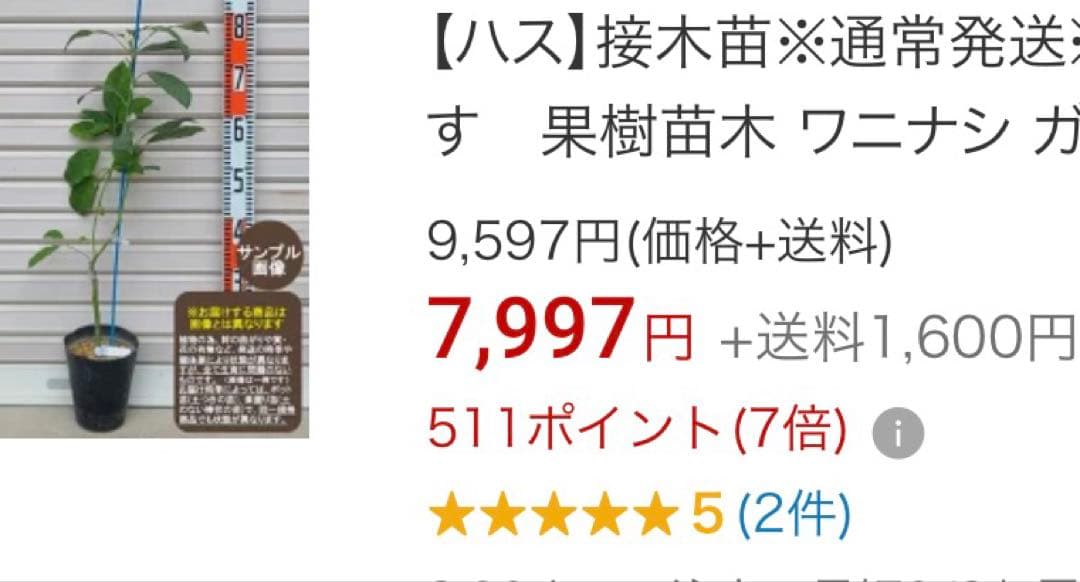1.35m アボカド 苗木 果樹 観葉植物の写真4枚目