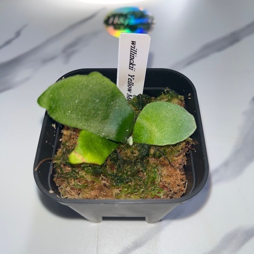 【観葉植物】ウィリンキーイエロームーン胞子培養