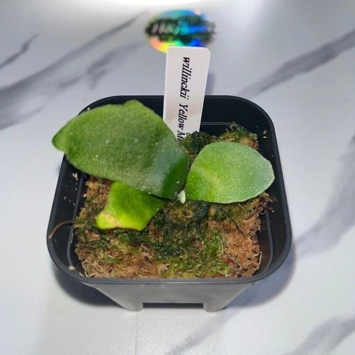 【観葉植物】ウィリンキーイエロームーン胞子培養