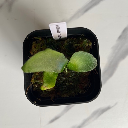 【観葉植物】ウィリンキーイエロームーン胞子培養の写真2枚目