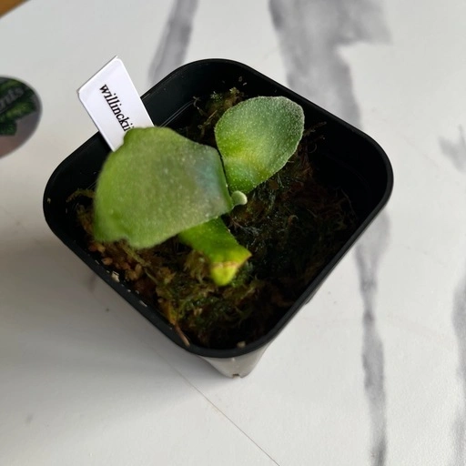 【観葉植物】ウィリンキーイエロームーン胞子培養の写真3枚目