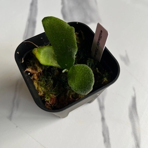 【観葉植物】ウィリンキーイエロームーン胞子培養の写真4枚目