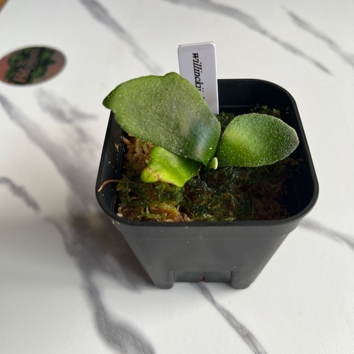 【観葉植物】ウィリンキーイエロームーン胞子培養の写真5枚目