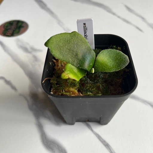 【観葉植物】ウィリンキーイエロームーン胞子培養の写真5枚目