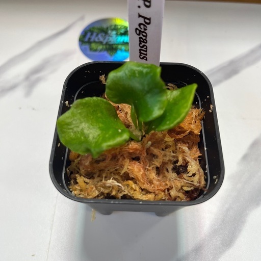 【観葉植物】ビカクシダペガサス　胞子培養