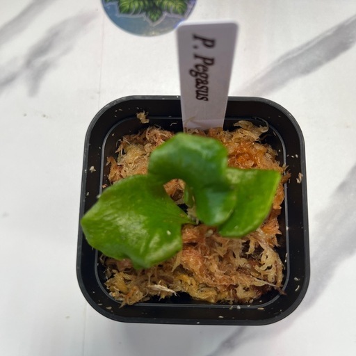 【観葉植物】ビカクシダペガサス　胞子培養の写真2枚目