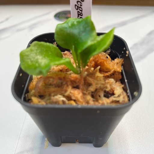 【観葉植物】ビカクシダペガサス　胞子培養の写真3枚目