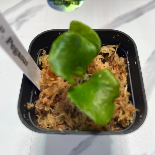 【観葉植物】ビカクシダペガサス 胞子培養の写真4枚目