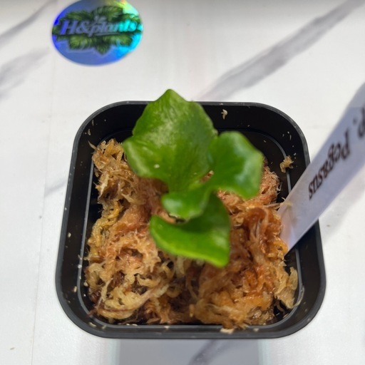 【観葉植物】ビカクシダペガサス　胞子培養の写真5枚目