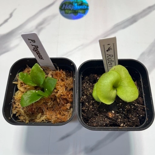 【観葉植物】ビカクシダペガサス&リドレイセット🌱🌱 胞子培養