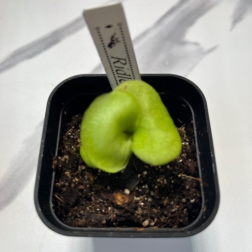 【観葉植物】ビカクシダペガサス＆リドレイセット🌱🌱 胞子培養の写真2枚目