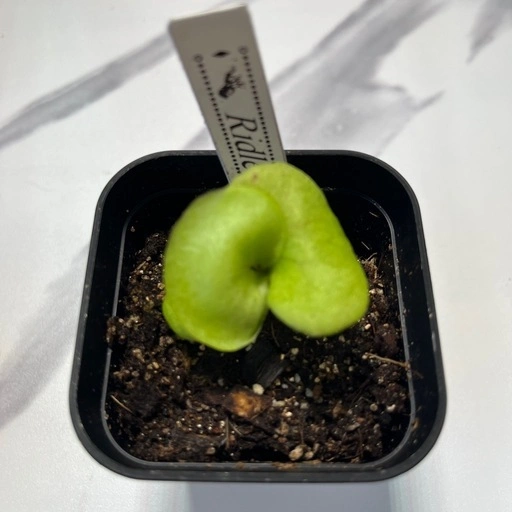 【観葉植物】ビカクシダペガサス&リドレイセット🌱🌱 胞子培養の写真2枚目