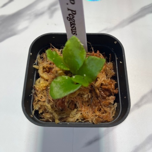 【観葉植物】ビカクシダペガサス＆リドレイセット🌱🌱 胞子培養の写真3枚目