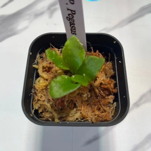 【観葉植物】ビカクシダペガサス&リドレイセット🌱🌱 胞子培養の写真3枚目