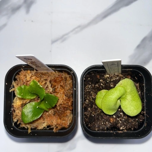 【観葉植物】ビカクシダペガサス&リドレイセット🌱🌱 胞子培養の写真4枚目