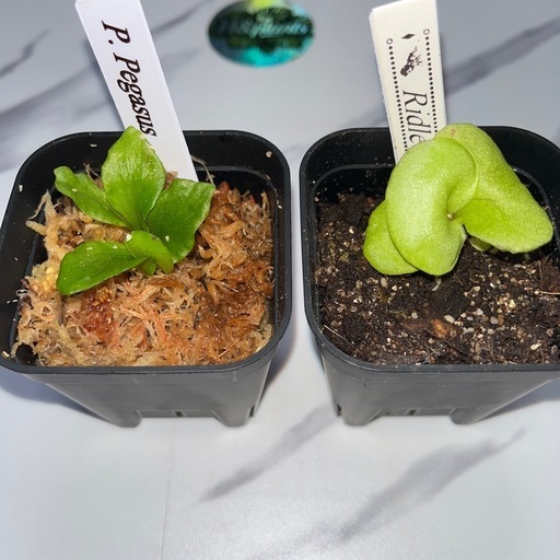 【観葉植物】ビカクシダペガサス＆リドレイセット🌱🌱 胞子培養の写真5枚目
