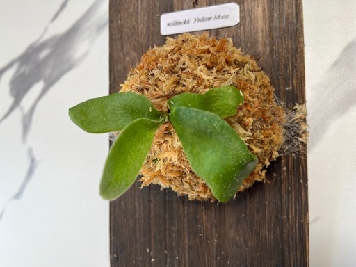 【観葉植物】ビカクシダウィリンキーイエロームーン胞子培養の写真2枚目