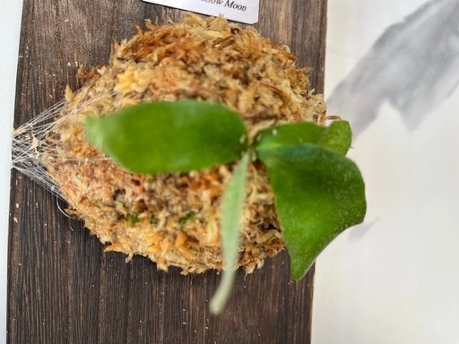 【観葉植物】ビカクシダウィリンキーイエロームーン胞子培養の写真3枚目
