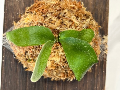 【観葉植物】ビカクシダウィリンキーイエロームーン胞子培養の写真5枚目