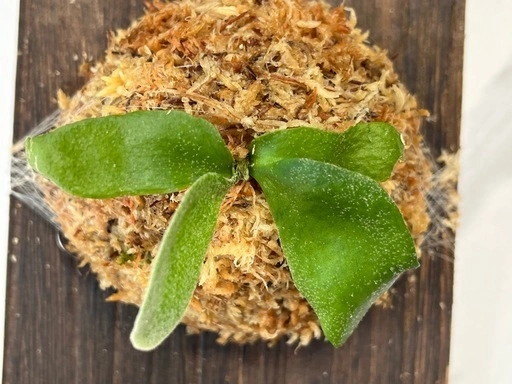 【観葉植物】ビカクシダウィリンキーイエロームーン胞子培養の写真5枚目
