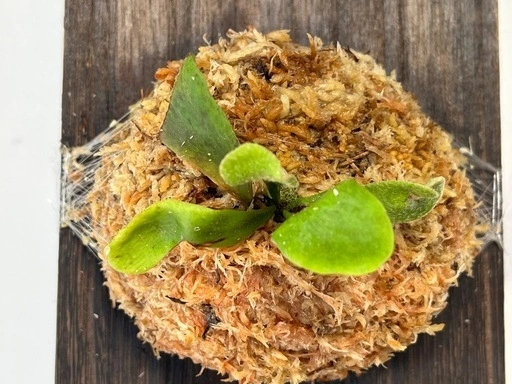 【観葉植物】ビカクシダベイチー板付けの写真2枚目