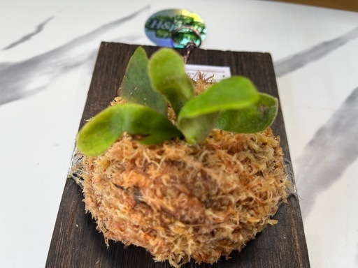 【観葉植物】ビカクシダベイチー板付けの写真3枚目
