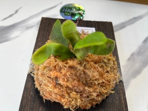 【観葉植物】ビカクシダベイチー板付けの写真3枚目