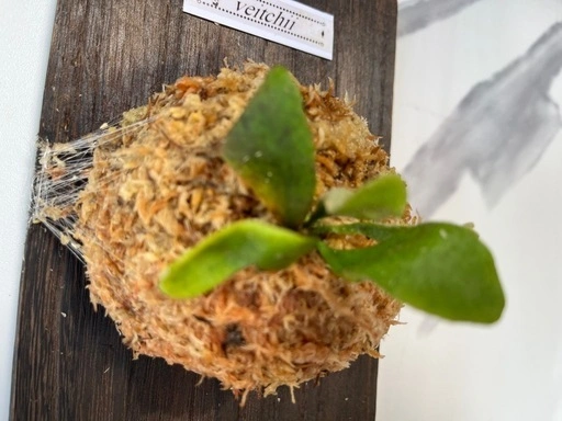 【観葉植物】ビカクシダベイチー板付けの写真4枚目