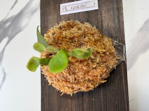 【観葉植物】ビカクシダベイチー板付けの写真5枚目