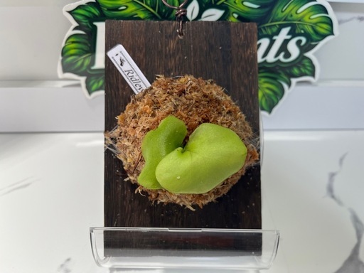 【観葉植物】ビカクシダ板付け　胞子培養株🌱