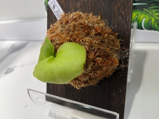 【観葉植物】ビカクシダ板付け 胞子培養株🌱の写真2枚目