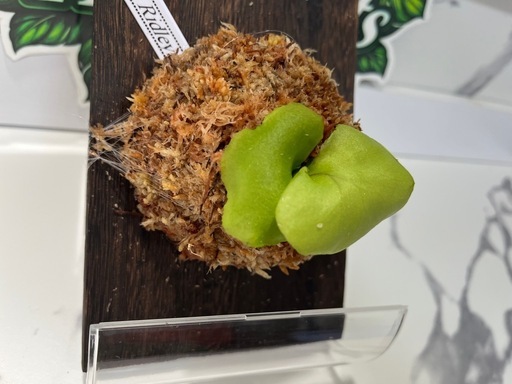 【観葉植物】ビカクシダ板付け　胞子培養株🌱の写真3枚目