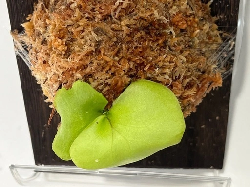 【観葉植物】ビカクシダ板付け 胞子培養株🌱の写真4枚目