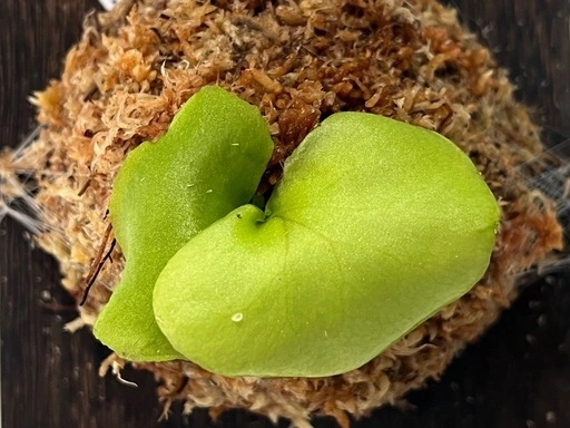 【観葉植物】ビカクシダ板付け 胞子培養株🌱の写真5枚目