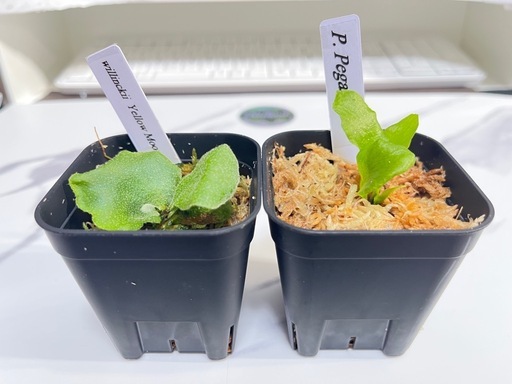 【観葉植物】ビカクシダペガサス＆ウィリンキーイエロームーン幼苗セット🌱🌱