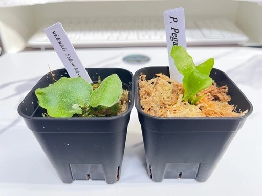 【観葉植物】ビカクシダペガサス&ウィリンキーイエロームーン幼苗セット🌱🌱