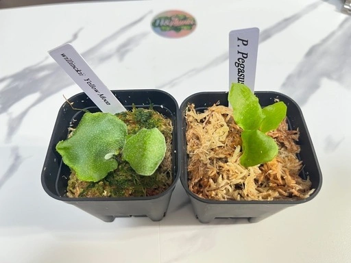 【観葉植物】ビカクシダペガサス&ウィリンキーイエロームーン幼苗セット🌱🌱の写真2枚目