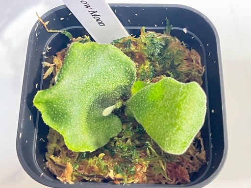 【観葉植物】ビカクシダペガサス＆ウィリンキーイエロームーン幼苗セット🌱🌱の写真3枚目
