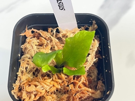 【観葉植物】ビカクシダペガサス＆ウィリンキーイエロームーン幼苗セット🌱🌱の写真4枚目